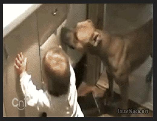 Les bébés sont amis avec tous les animaux, les chats, les chiens et mêmes les singes