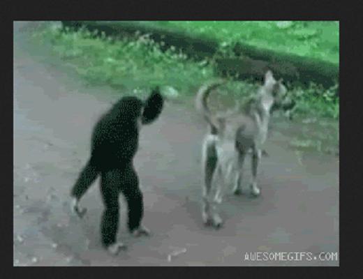 Les singes de gros farceurs et aiment faire les pitres avec les humains et les autres animaux
