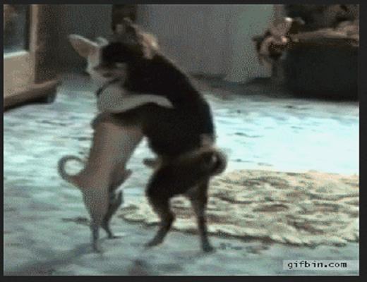 Des chiens qui savent bien bouger sur deux pattes, de vrais danseurs professionnels
