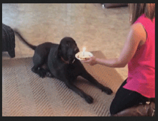 Certains toutous sont les rois des surprises insolites et des coups les plus inattendus
