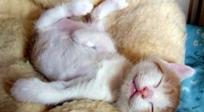 Les petits chatons sont tellement mignons quand ils font leur petite sieste de la journée