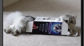 Des chats qui aiment bien se mettre dans des boites, pour échapper à leurs poursuivants