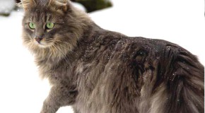 Les chats aiment beaucoup jouer dans la neige, la preuve avec ce beau diaporama de chats dans la neige