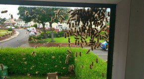 Invasion d’abeilles dans un quartier à Londres!