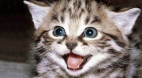 De mignons petits chats, qui n’attendent que leurs maîtres pour jouer et s’amuser