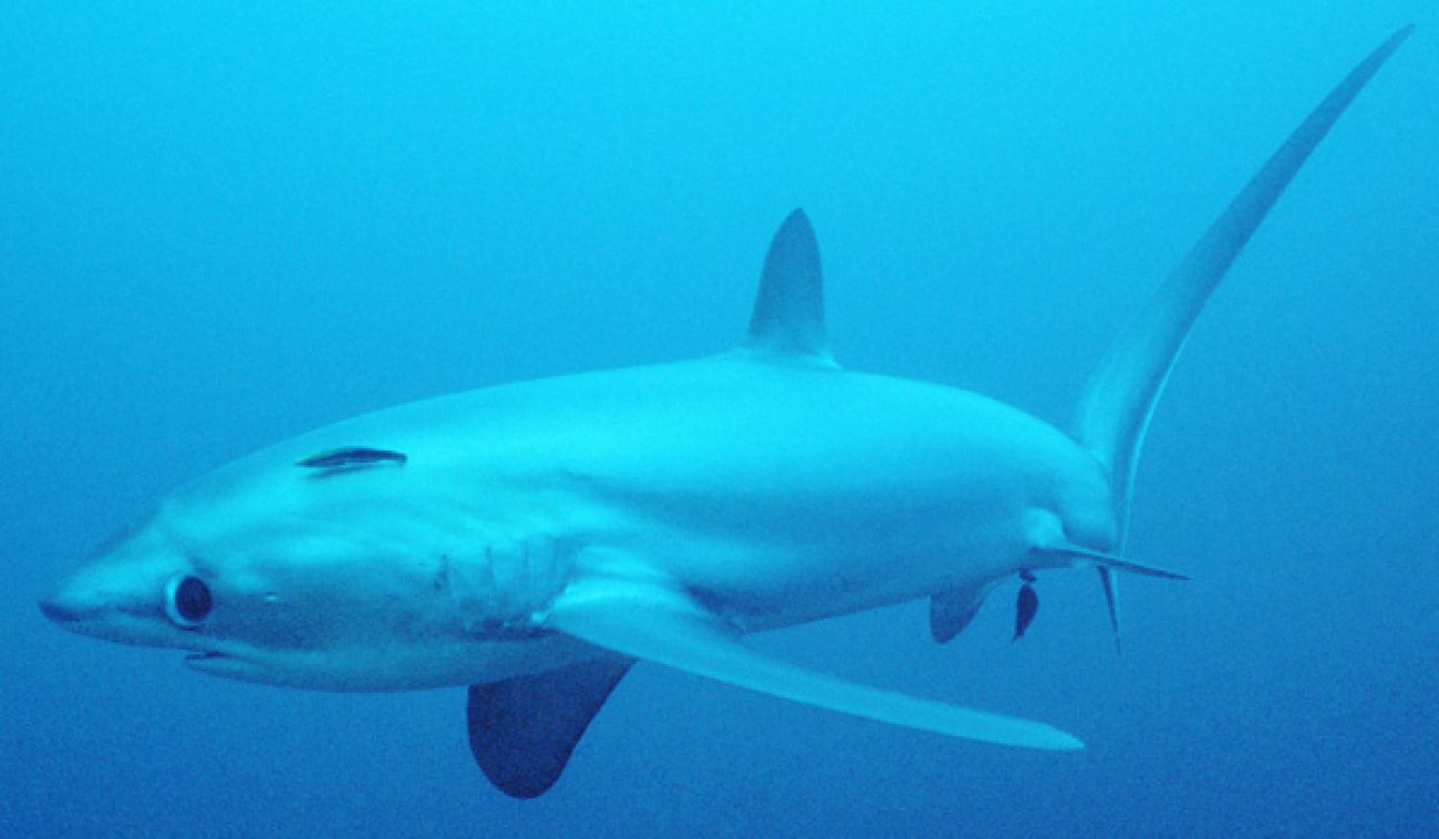 Фото лисьей акулы