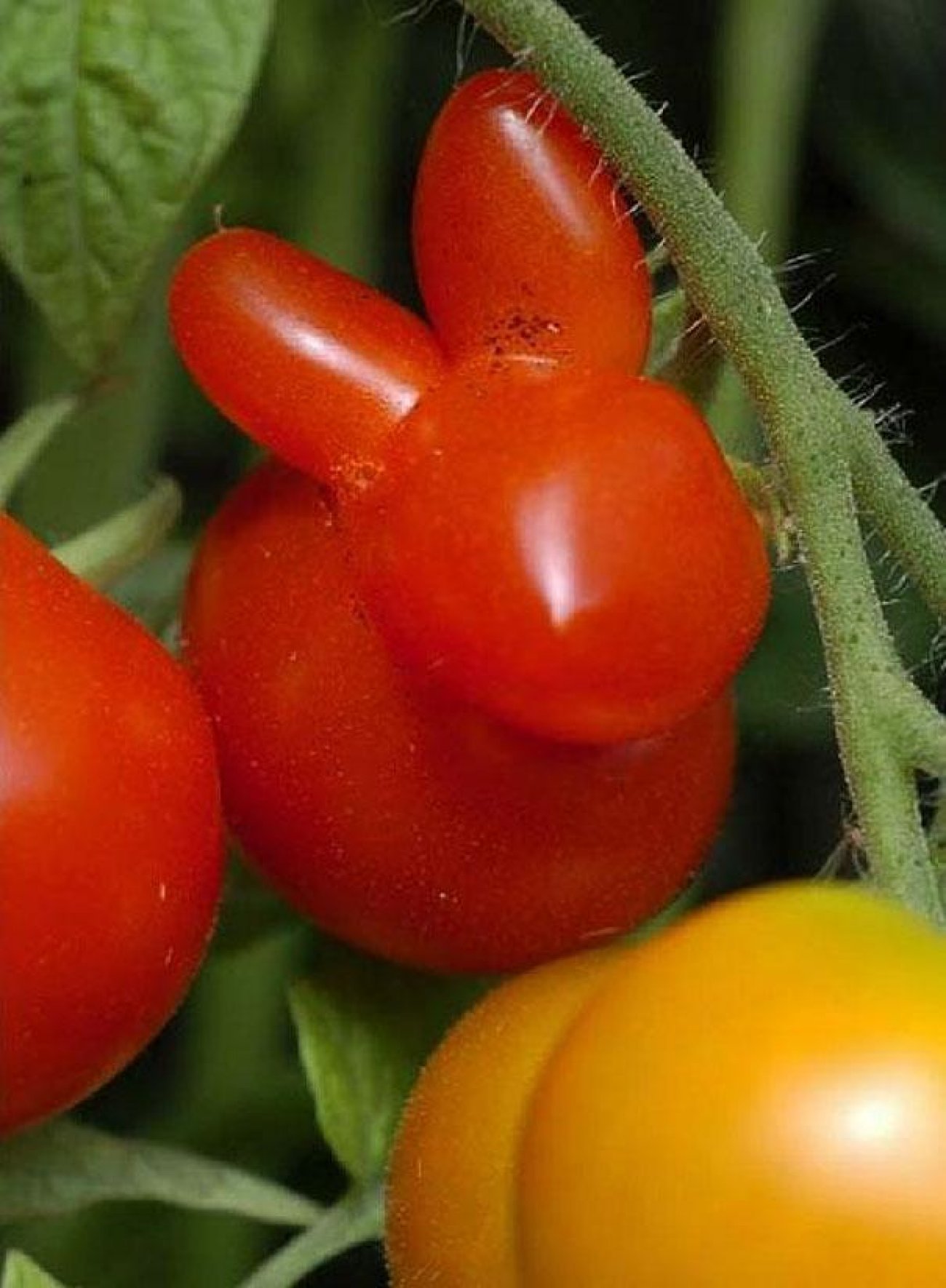 Похожие сорта томатов. Помидор. Необычные овощи. Необычные сорта помидоров. Овощи необычной формы.