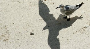 L’ombre joue des tours incroyables! La preuve en images!