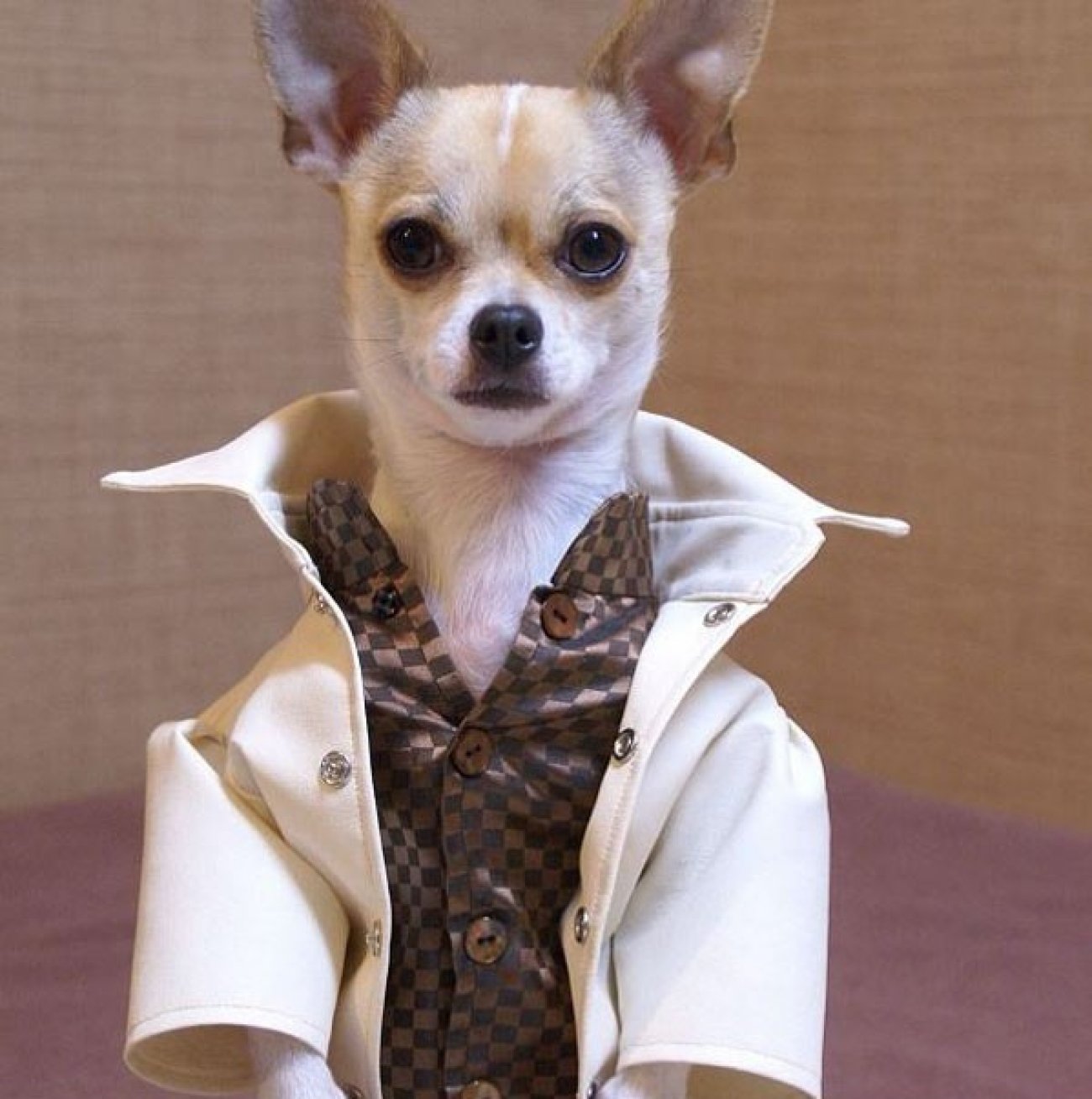 Photos de chihuahuas avec des vêtements et accessoires! La mode qui