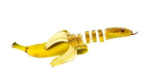 Photoshop et les créations les plus incroyables! Animaux et fruits et légumes en fusion!