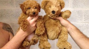 Très beaux chiens qui n’ont pas la tête d’un chien ordinaire!