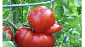 Les légumes peuvent prendre toutes les formes, appréciez plutôt cette belle compilation