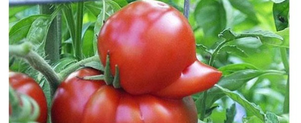 Les légumes peuvent prendre toutes les formes, appréciez plutôt cette belle compilation