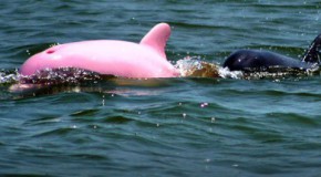 Après huit ans d&rsquo;absence, un dauphin rose revient en Louisiane